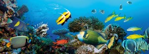 12 1910 marsa alam alta 19