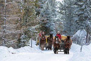 carrozza e cavalli inverno 19