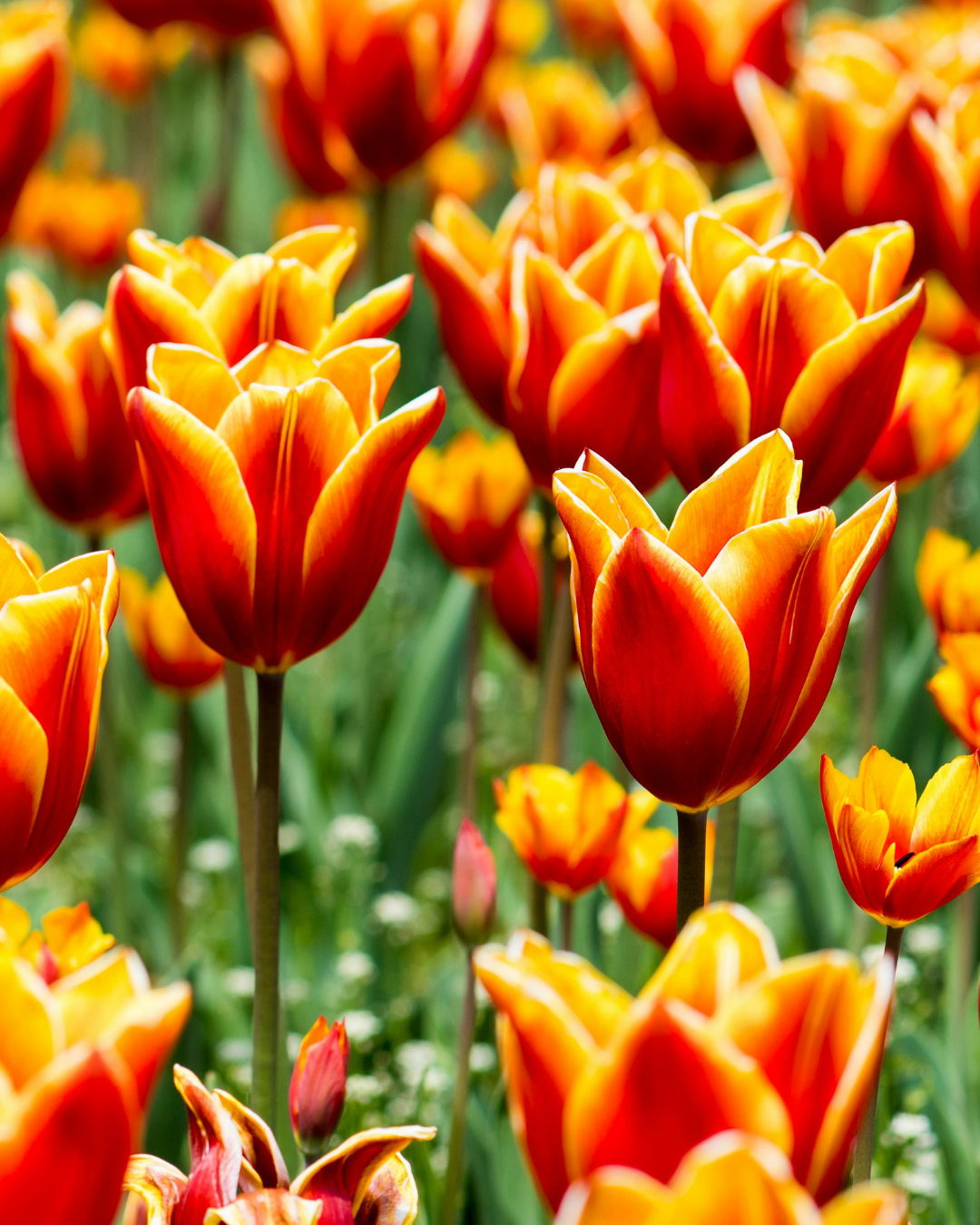 immagini caroselli sito home