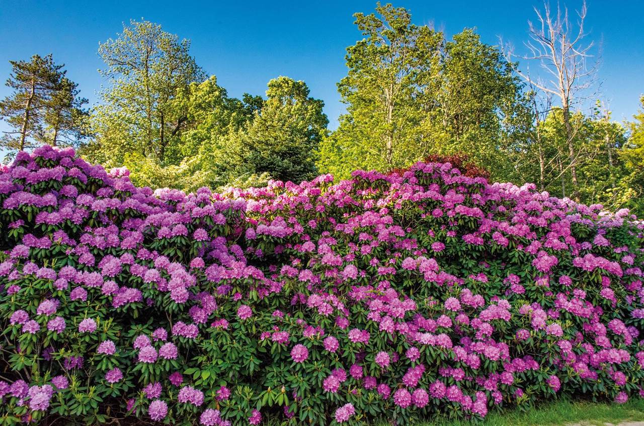 mohann rhododendron 5303271