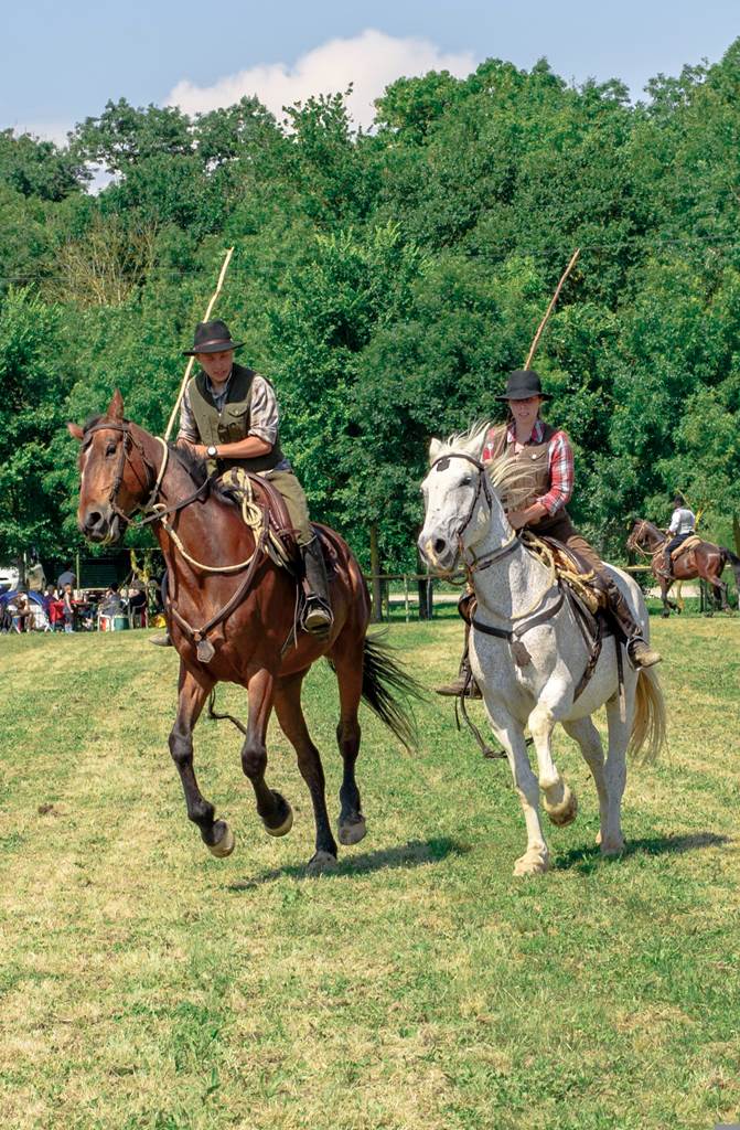 lug 17 197 maremma horse 1681642