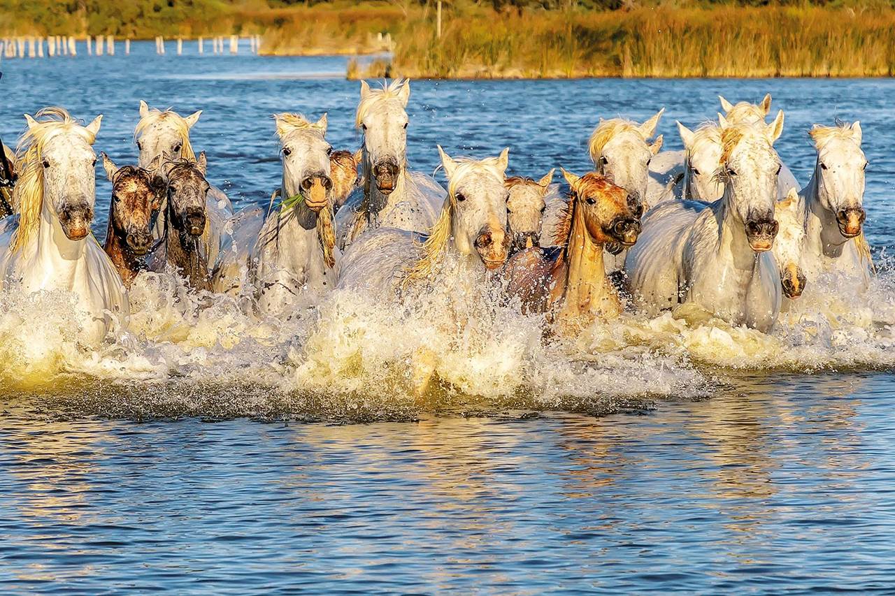 set 10 139 camargue horses pixa