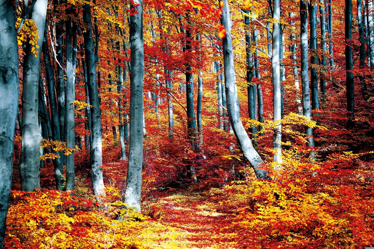 nov 111 cansiglio generico bosco autunno pixa 24