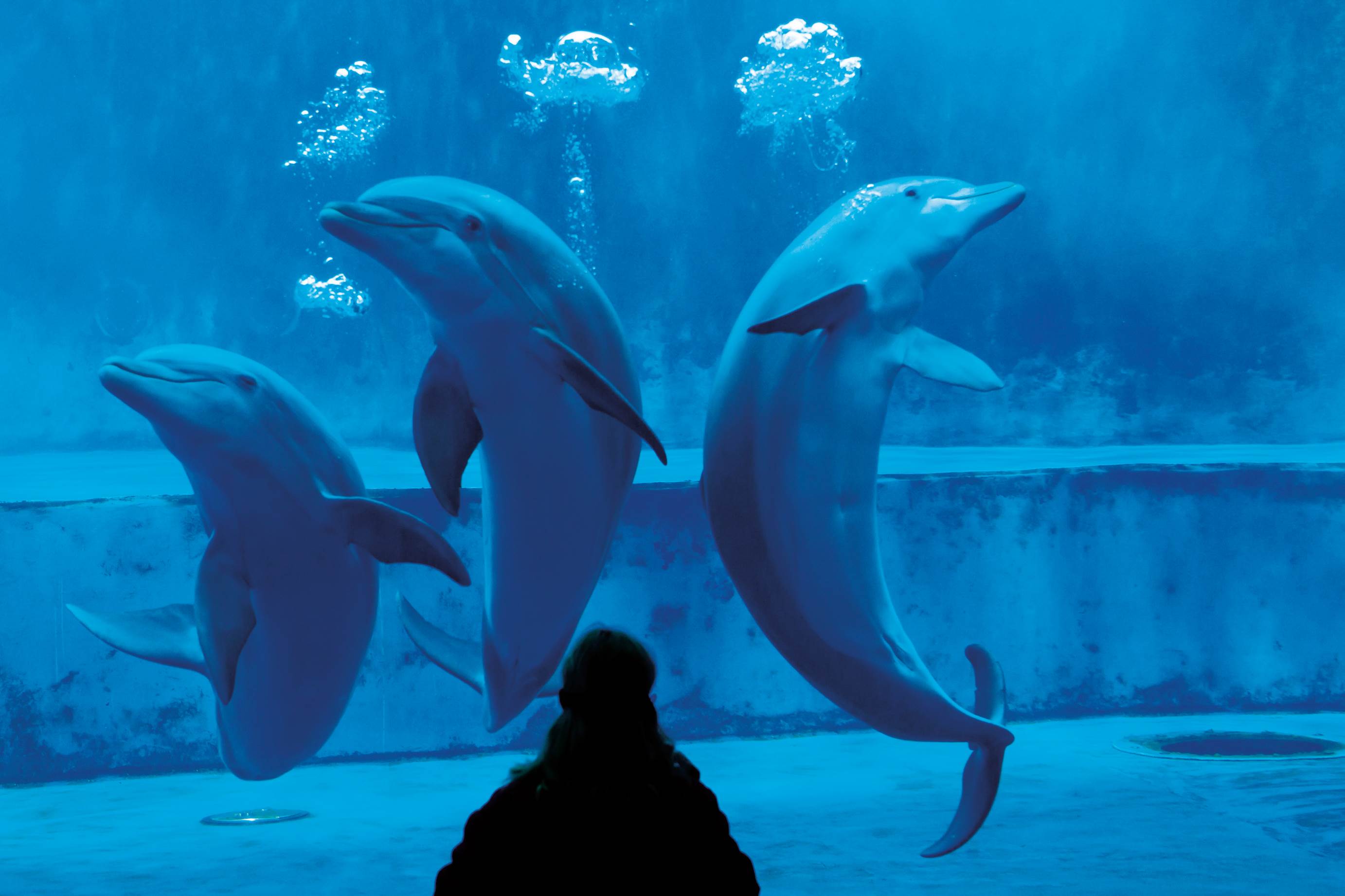 feb 6 7227 acquario genova alta 18